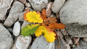N York's Autumn colours at last