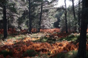 Glen Tanar